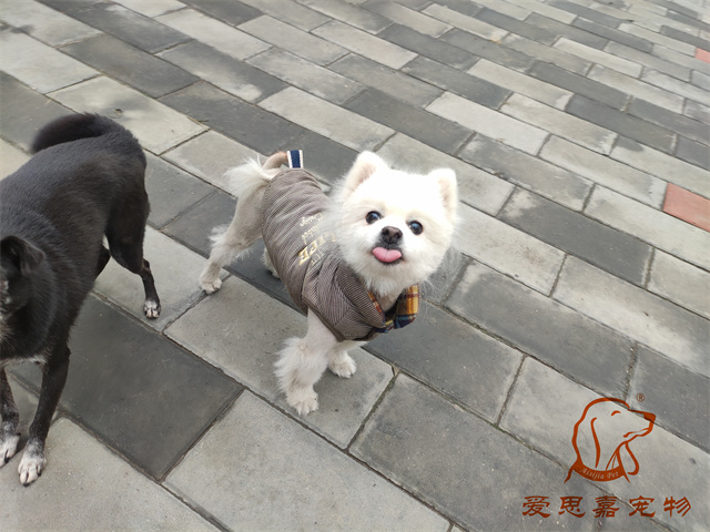 小白小黑 (1).jpg