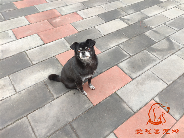 小白小黑 (2).jpg
