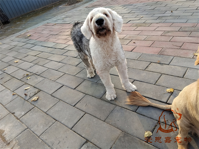 胡椒 (2).jpg