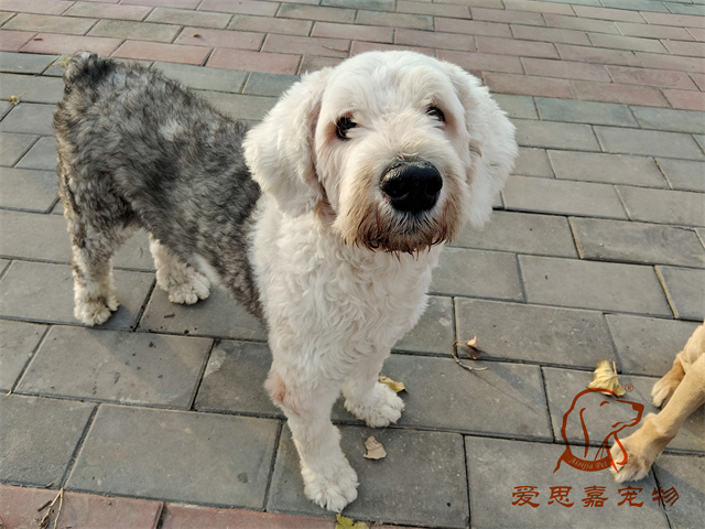 胡椒 (3).jpg