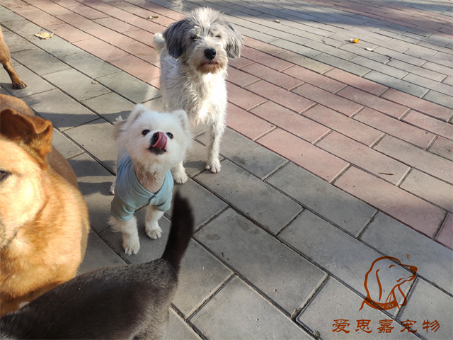 小白小黑 (2).jpg