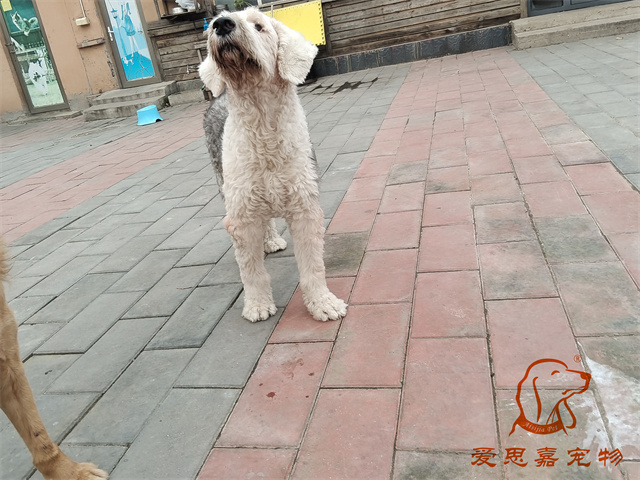 胡椒 (3).jpg