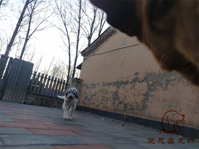 胖丫妞妞 (3).jpg