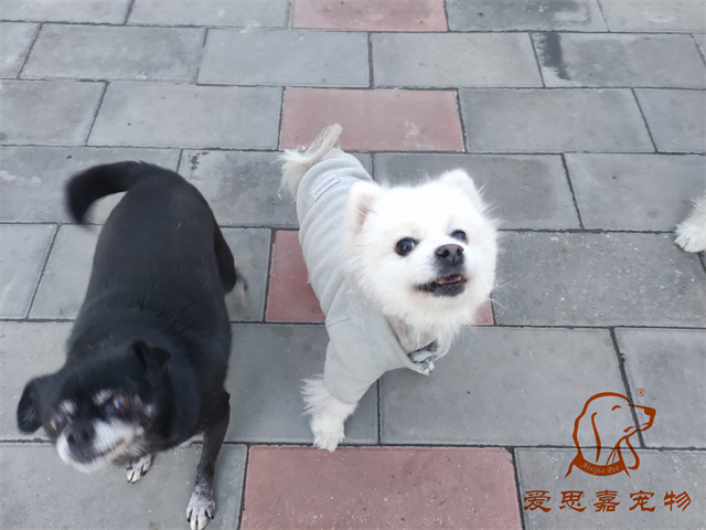 小白小黑.jpg