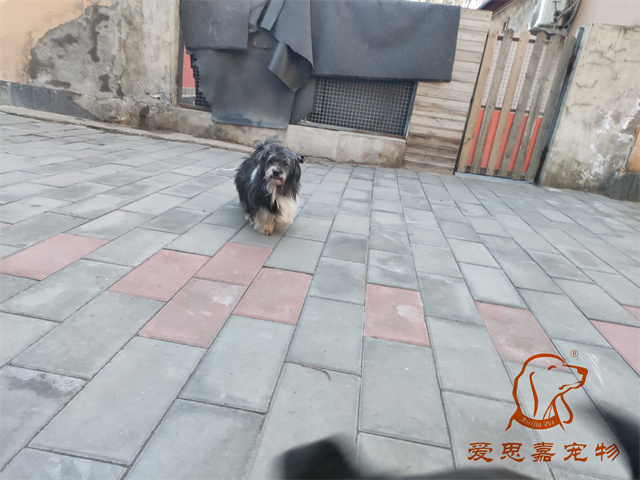 胖丫妞妞 (5).jpg