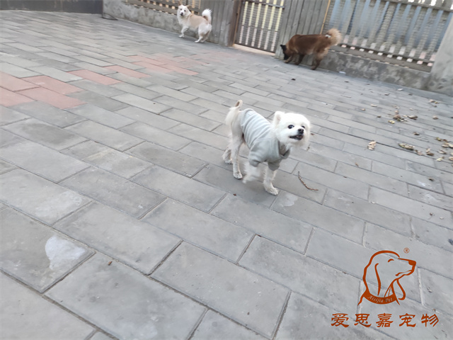 小白小黑 (1).jpg