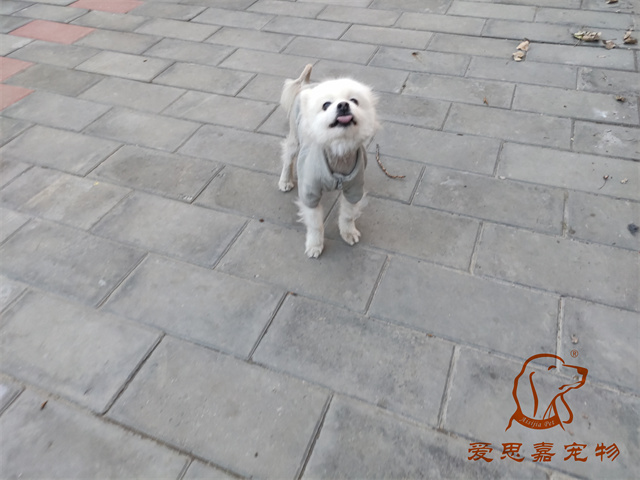 小白小黑 (2).jpg
