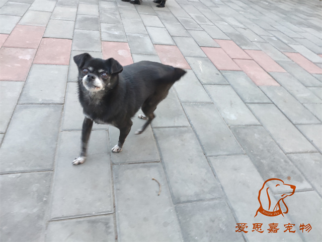 小白小黑 (5).jpg