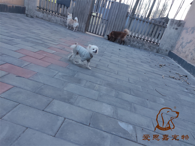 小白小黑 (6).jpg
