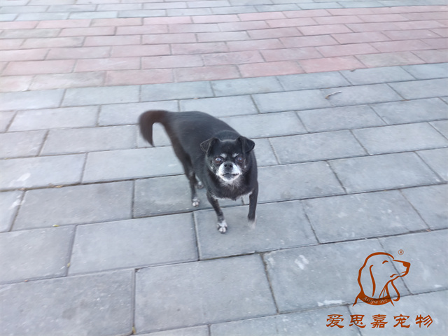 小白小黑 (2).jpg