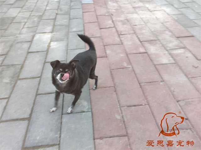 小白小黑 (4).jpg
