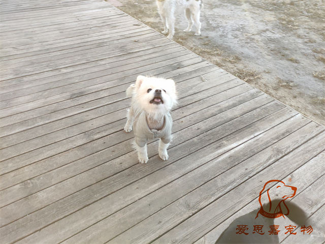 小白小黑 (2).jpg