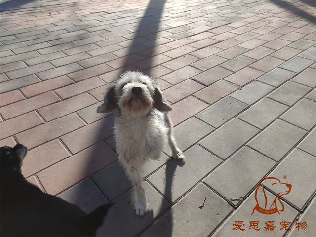 胖丫妞妞 (2).jpg