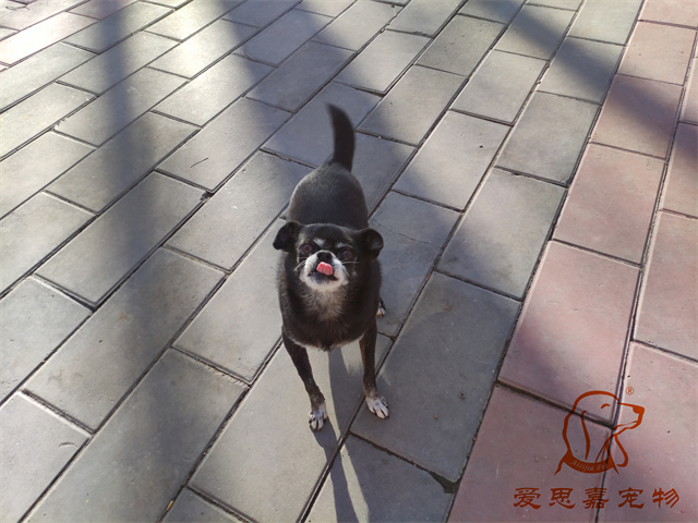 小白小黑 (2).jpg