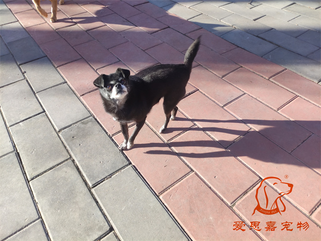 小白小黑 (4).jpg