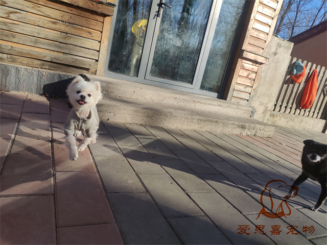 小白小黑.jpg